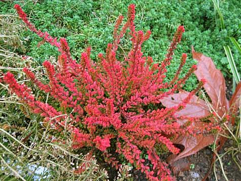 CALLUNA vulgaris 'Firefly' | emerisa gardens